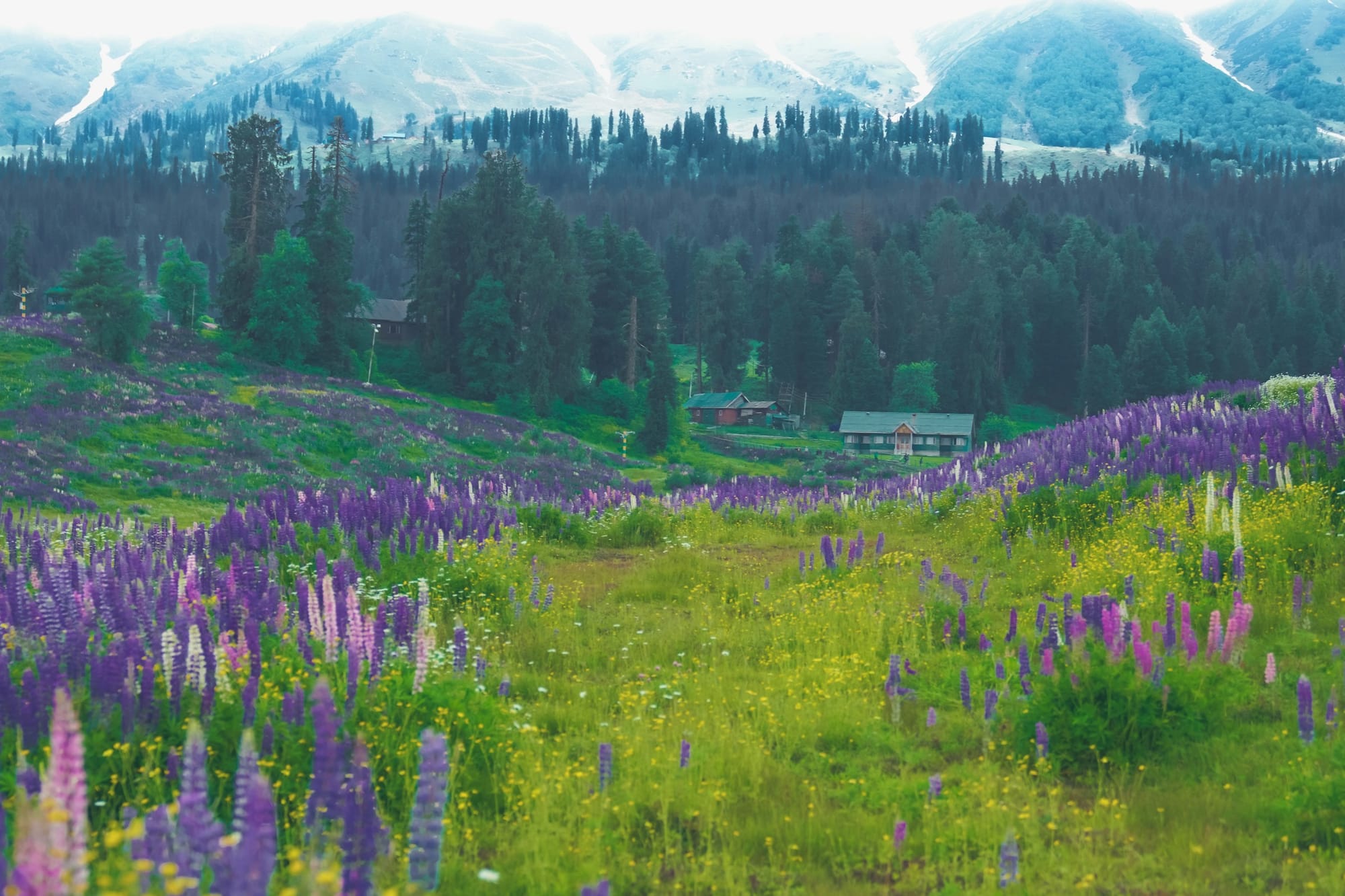 Purple lupine wildflowers in a Gulmarg meadow with pine forest and snowy slopes behind